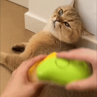 Kedi Buharlı Fırçası
